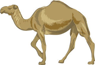 camelrealistic-hand-drawn-wild-animals-635126