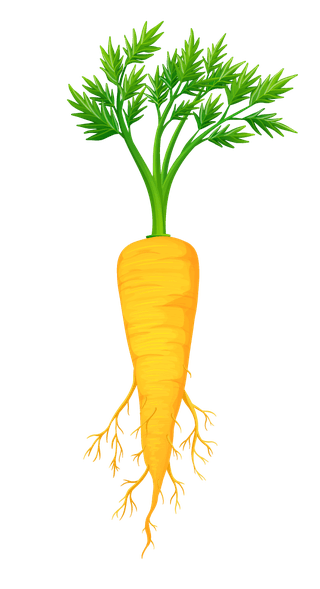 carrotpile-fresh-vegetables-fruits-332696