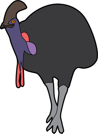 cartoonflightless-birds-collection-different-species-of-flightless-birds-79258