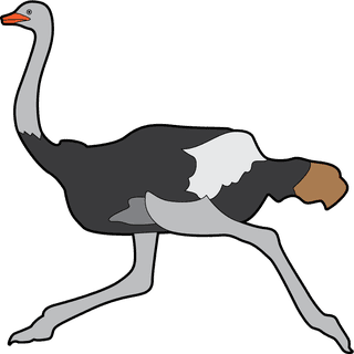cartoonflightless-birds-collection-different-species-of-flightless-birds-714919