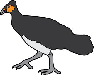 cartoonflightless-birds-collection-different-species-of-flightless-birds-776849