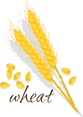 cerealsicon-rice-corn-soybean-buckwheat-7240