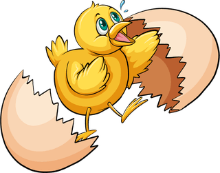 chickset-many-chickens-farmer-393766