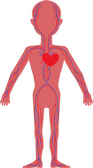 circulatorysystem-biology-background-human-physics-organs-icons-692156