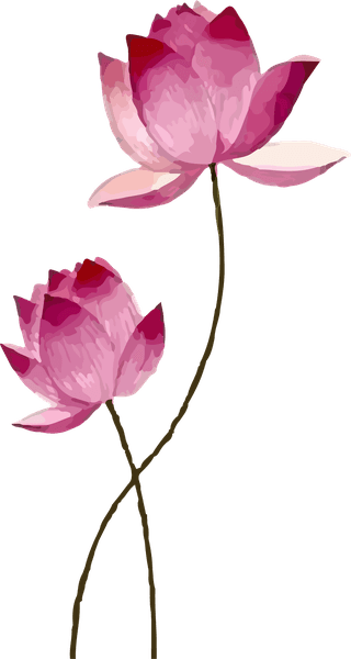 clipartpink-lotus-flower-vector-bontanical-932756