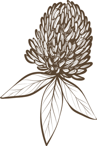 cloverrealistic-hand-drawn-botanical-spices-herbs-423178
