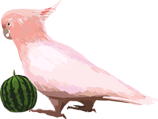 cockatoocolorful-exotic-fauna-illustration-with-different-beautiful-tropical-birds-white-958681