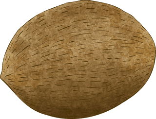 coconutdifferent-angles-coconut-fruit-706400