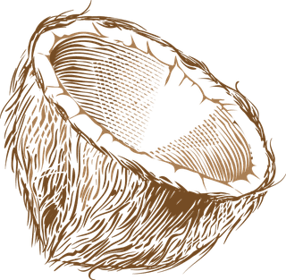 coconutillustration-coconut-palm-leaves-293607