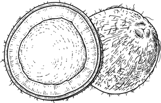 coconutwhole-half-shell-meat-oil-coconut-hand-drawn-vector-retro-illustration-315893