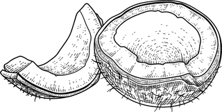 coconutwhole-half-shell-meat-oil-coconut-hand-drawn-vector-retro-illustration-760987