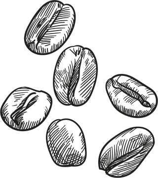 coffeebeans-sketch-icons-665536