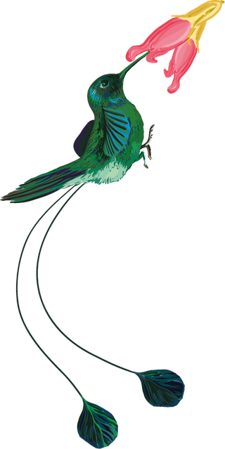 colibricolorful-exotic-fauna-illustration-with-different-beautiful-tropical-birds-white-338400