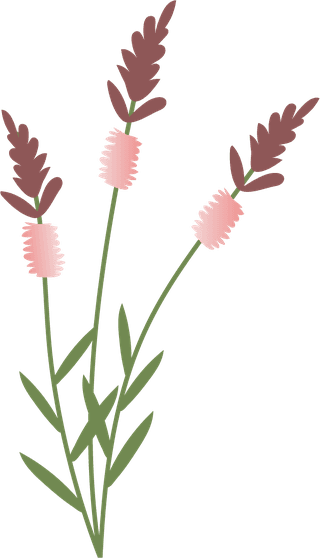 collectionwild-flowers-illustration-761752