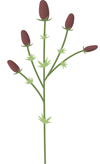 collectionwild-flowers-illustration-214164