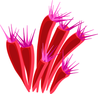 differencetype-of-colorful-coral-illustration-975143