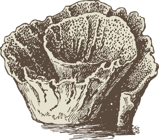 corallead-drawing-handpainted-animals-vector-186093