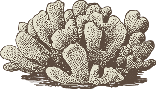 corallead-drawing-handpainted-animals-vector-300549