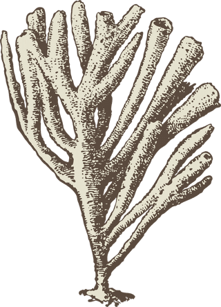 corallead-drawing-handpainted-animals-vector-280782