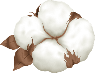 cottonplant-boll-realistic-set-185933