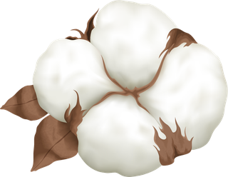 cottonplant-boll-realistic-set-185933