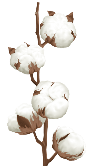 cottonplant-boll-realistic-set-602059