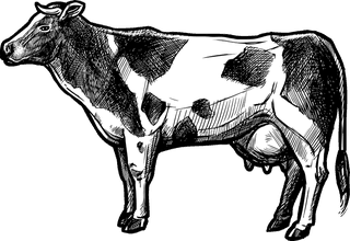 dairycows-organic-farm-set-641134