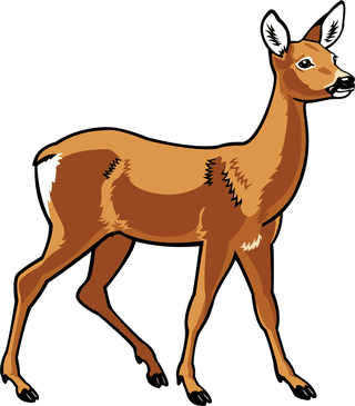 deerdifferent-type-of-wildlife-animals-on-white-background-illustration-817552
