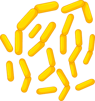 differenttypes-bacteria-intestines-31770
