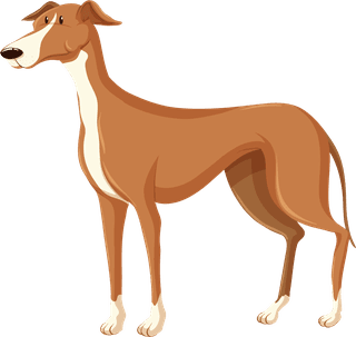 dogillustration-of-the-different-breeds-of-dogs-on-a-white-background-772274