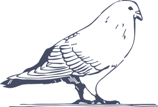 dovepigeon-in-sketch-style-for-any-kind-of-this-city-bird-related-project-583689