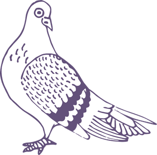 dovepigeon-in-sketch-style-for-any-kind-of-this-city-bird-related-project-116154