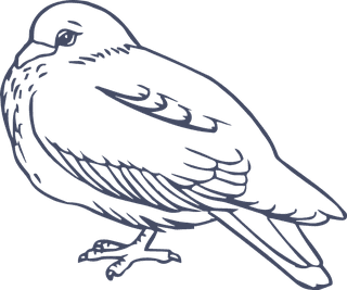 dovepigeon-in-sketch-style-for-any-kind-of-this-city-bird-related-project-728354