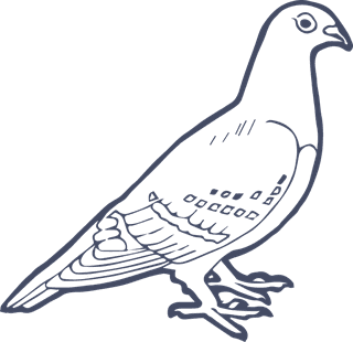 dovepigeon-in-sketch-style-for-any-kind-of-this-city-bird-related-project-908114