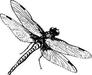 dragonflya-monochrome-insect-vector-335969