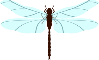 dragonflylively-insects-950992