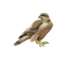 eaglebirds-frame-with-colourful-images-realistic-birds-with-various-species-surrounding-680790