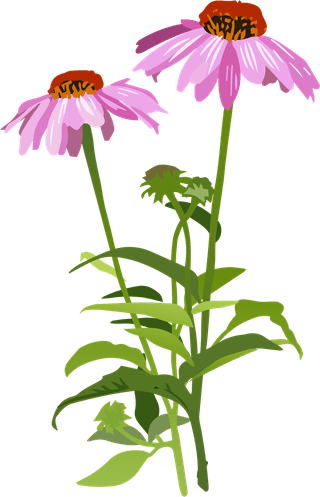 echinaceaspices-meadow-flowers-herbal-set-379500