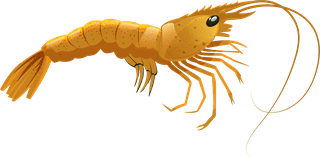 eggshrimp-shrimp-icons-collection-colorful-shapes-sketch-202658