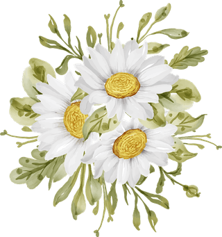 elegantbeautiful-white-daisy-flower-isolated-170388