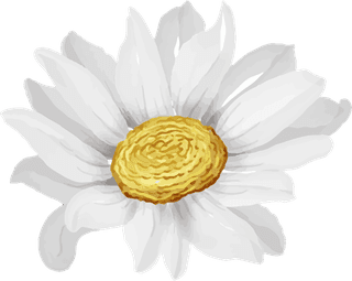 elegantbeautiful-white-daisy-flower-isolated-759951