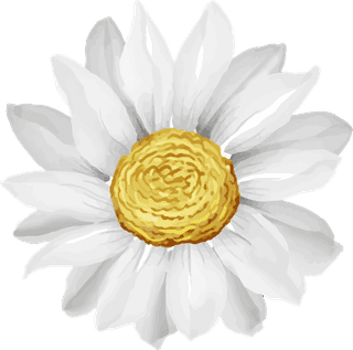 elegantbeautiful-white-daisy-flower-isolated-973714