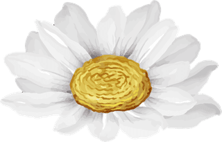 elegantbeautiful-white-daisy-flower-isolated-456361