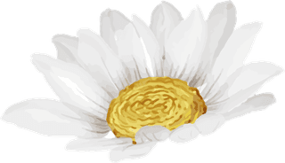 elegantbeautiful-white-daisy-flower-isolated-531932
