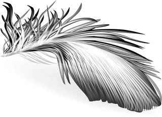 feathersd-realistic-set-white-bird-angel-feathers-various-shapes-13935