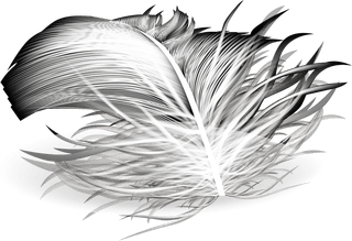feathersd-realistic-set-white-bird-angel-feathers-various-shapes-352569