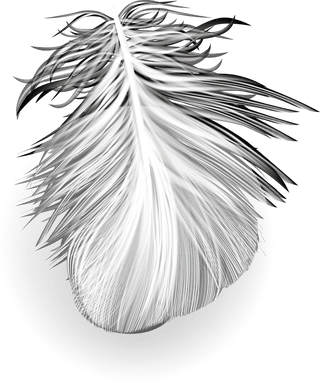 feathersd-realistic-set-white-bird-angel-feathers-various-shapes-304224