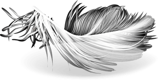 feathersd-realistic-set-white-bird-angel-feathers-various-shapes-813486