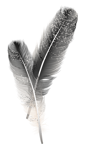 detailedcolorful-realistic-feather-of-different-birds-833366