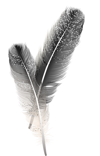 detailedcolorful-realistic-feather-of-different-birds-833366